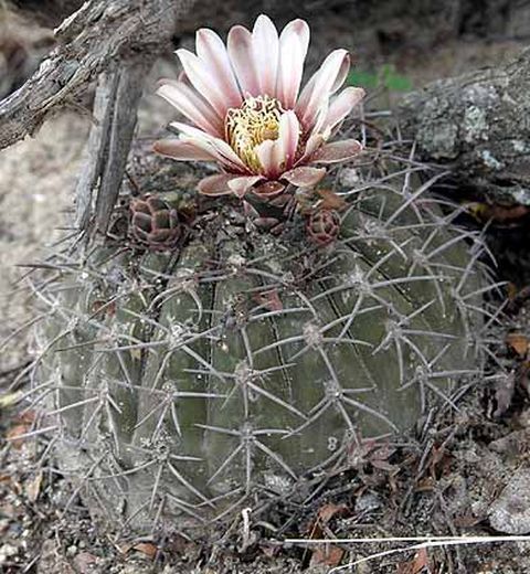 Cactus and Succulent Field Number Query