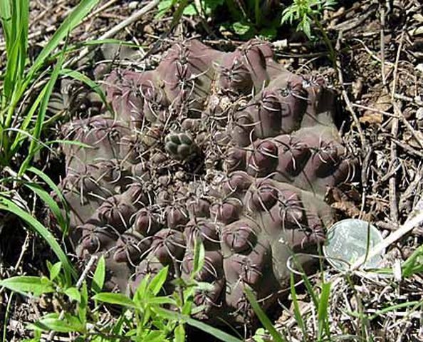 Cactus and Succulent Field Number Query