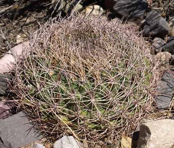 Cactus and Succulent Field Number Query