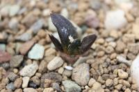 Ariocarpus retusus SB 310