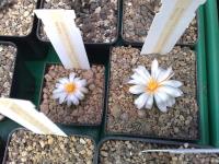 Ariocarpus-kotschoubeyanus-albiflorus