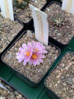 Ariocarpus-kotschoubeyanus