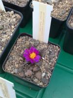 Ariocarpus-scaphirostris