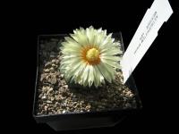 Astrophytum-asterias