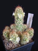 Mammillaria elongata ssp. echinaria
