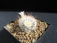 Mammillaria-1