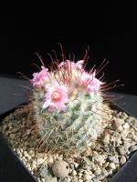 Mammillaria-2