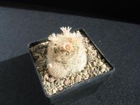 Mammillaria-lasiacantha-1