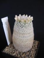 Mammillaria-lasiacantha-2
