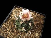 Stenocactus obvallatus ssp caespitosus