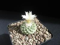 Strombocactus disciformis