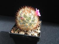 pediocactus simpsonii