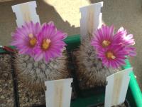 Gymnocactus beguinii