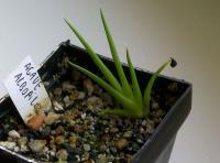 Agave albopilosa-1