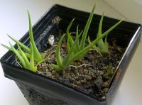 Agave albopilosa-2