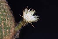 Brachycereus nesioticus F
