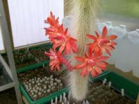 Cleistocactus-winteri