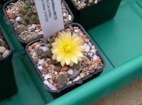 Copiapoa AW 237