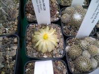 Copiapoa AW 238