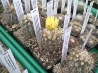 Copiapoa AW 91