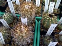 Copiapoa AW