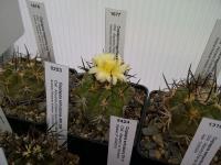 Copiapoa echinata AW