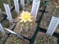 Copiapoa marginata AW
