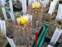 Copiapoa-2-AW