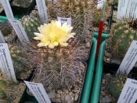 Copiapoa-AW