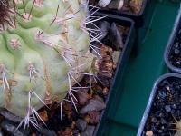 Copiapoa-ahremephiana-GC294.04