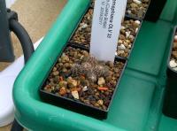 Copiapoa-ahremephiana-OLV33-S