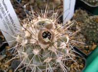 Copiapoa-humilis-longispina-AW91-G