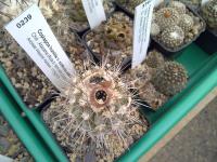 Copiapoa-humilis-longispina-AW91