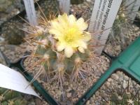 Copiapoa-marginata-AW101-F