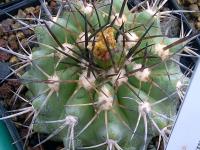Copiapoa-marginata-AW89-F