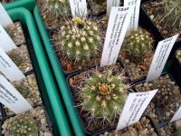 Copiapoa-marginata-AW89