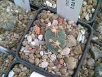 Echinocactus horizonthalonius PD 1