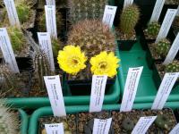 Echinopsis thionantha AW