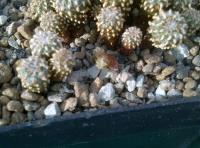 Geohintonia mexicana