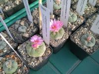 Lophophora-williamsii-fricii