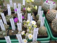 Mammillaria theresae