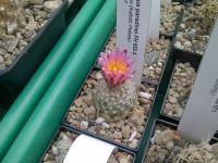 Pediocactus paradinei FH 052.5