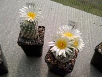 Pediocactus-bradyi-SB470