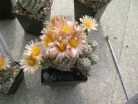 Pediocactus-despainii-SB1014