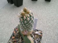 Pediocactus-fickeiseniae-SB1848