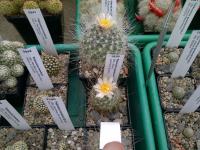 Pediocactus-paradinei-SB502-F