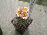 Pediocactus-paradinei-SB502