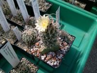 Pediocactus-peeblesianus-maia-SB469-F
