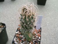 Pediocactus-peeblesianus-maia-SB469
