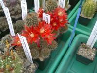Rebutia